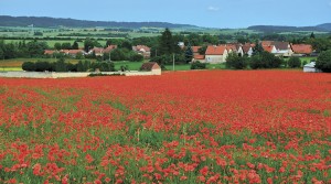 Industry support for the 2016 Poppy Appeal