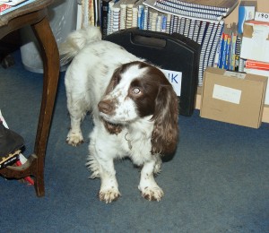 Bertie, the office dog.
